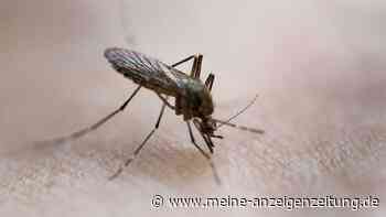 Mücken los werden: Welche Hausmittel wirklich gegen die Plagegeister helfen