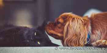 Torricella, regolamento per il benessere e la tutela degli animali - La Voce di Manduria