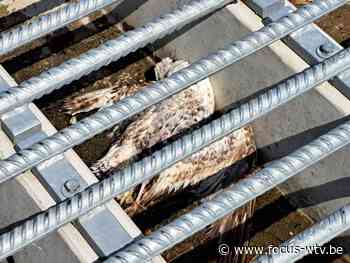 Brandweer Veurne haalt dode meeuw op - Focus en WTV