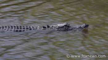 11-foot alligator kills man in Myrtle Beach yacht club community