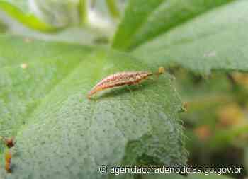 Evento em Morrinhos marca lançamento do Centro de Excelência em Bioinsumos - Agência Cora Coralina de Notícias