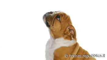 Prato, trasforma la casa in un canile: denunciata, sequestrati 37 animali - La Repubblica Firenze.it