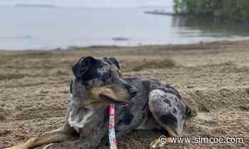 'Dog Days of Summer': Innisfil piloting dog beach in Innisfil Beach Park - simcoe.com