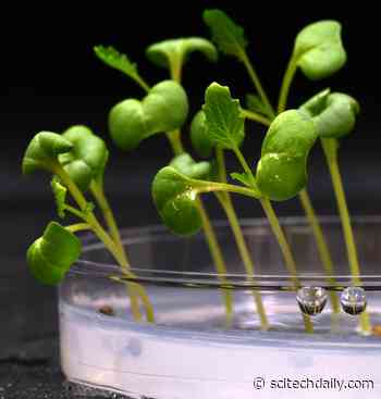 Artificial Photosynthesis Can Produce Food in Complete Darkness