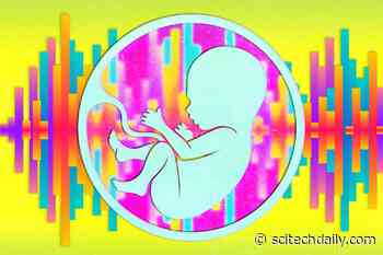 Early Sound Exposure in the Womb Is Beneficial, and Perhaps Necessary, for Auditory Development