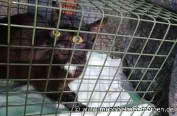 Tierschützer finden 46 verwahrloste Katzen auf stillgelegtem Bauernhof in Weinheim - Metropolregion - Mannheimer Morgen