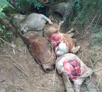 Suspeito de esquartejar gado vivo para furtar carne é indiciado em Mafra | » JMais - JMais