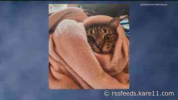 Find your next cat at Ruff Start Rescue during Adopt a Shelter Cat Month