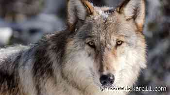 State releases updated draft gray wolf management plan