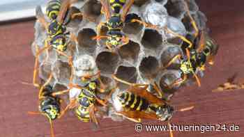 Jena: Krass! Mieter schläft wochenlang buchstäblich auf Wespennest - Thüringen24