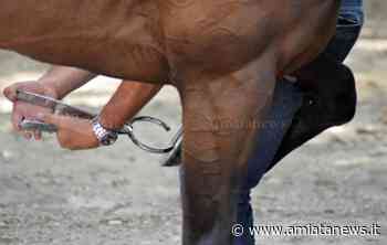 Siena. L'impegno dei veterinari della ASL per il Palio - amiatanews.it