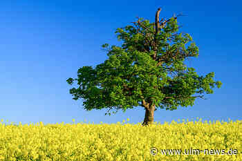 Was ist dran am Siebenschläfertag?