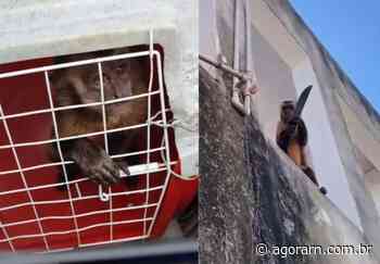 Macaco que "lavou roupa" é capturado pelo Instituto Chico Mendes - Agora RN
