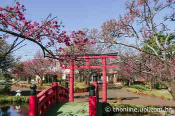 Cerejeiras: entenda o significado da flor que encanta Apucarana - TNOnline - TNOnline
