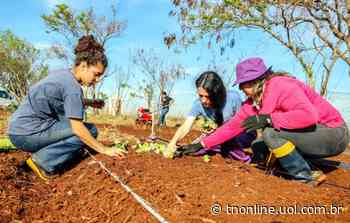 Apucarana: terreno no Centro Social Urbano ganha horta solidária - TNOnline - TNOnline