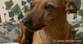 “La nostra cagnetta aggredita: cerchiamo testimoni del fatto” - Rieti Life