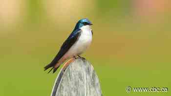 Climate change turned my nest boxes to help birds into deadly heat traps