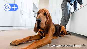 OZ-Kolumne aus Stralsund: Der haarige Kollege im Büro - Ostsee Zeitung