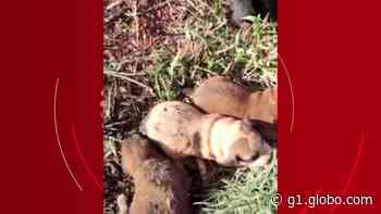 VÍDEO: bombeiros de Tupaciguara resgatam filhotes de cachorro após incêndio e adotam mascote: 'A gente não teve como resistir' - g1.globo.com
