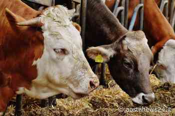 Crisi della zootecnia di montagna: le regioni dell'Arco Alpino chiedono aiuti eccezionali - AostaNews24