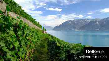 Gute Schweizer Weine: Diese überzeugen mit Charakter - NZZ Bellevue