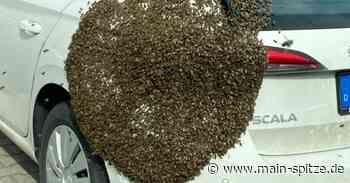 Kelsterbach: Bienenschwarm macht Pause - Main-Spitze