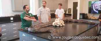 Un python de cinq mètres capturé en Floride