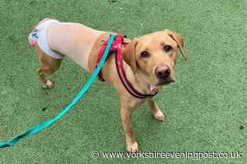 Young Labrador learns to walk again after Wakefield vet saves her from tumour attack - Yorkshire Evening Post