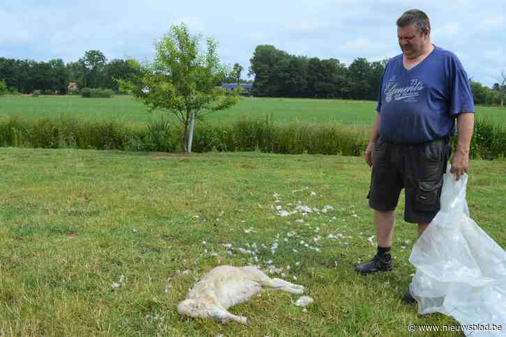 Lam mogelijk door wolf doodgebeten bij ’t Zwarthof aan Geleg, INBO neemt DNA-stalen