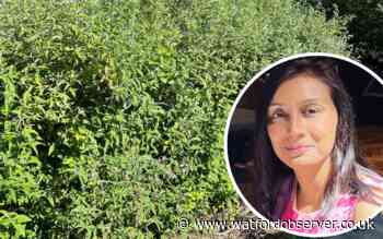 Concern over crime at Rickmansworth Road overgrown bushes