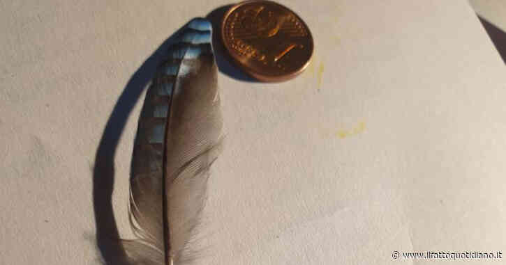 Patrizia Cavalli, la sua poesia è il mio portafogli interiore