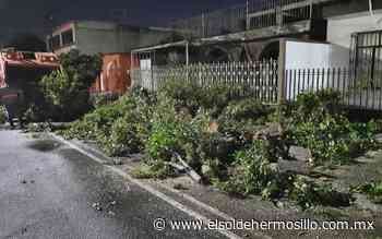 Cortocircuito y árboles caídos: el saldo de la primera lluvia en Hermosillo - El Sol de Hermosillo