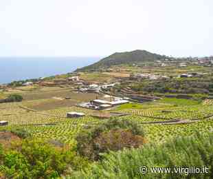 Il Cammino di Khamma a Donnafugata per scoprire la biodiversità di Pantelleria - Virgilio