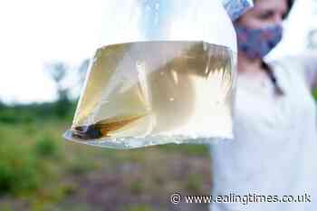 Scientists use tadpoles to identify new rare children's genetic disease - Ealing Times