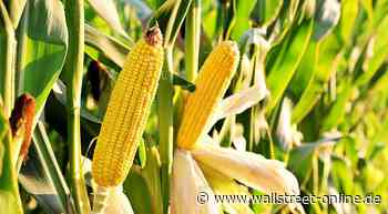 Mais: Wichtige Unterstützung im Fokus!