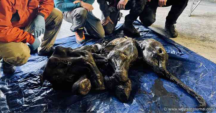 Incredible: Baby Woolly Mammoth Found Intact in Canadian Gold Field