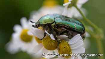 Ulm/Neu-Ulm: Insektensommer: Das große Krabbeln rund um Ulm startet wieder | Neu-Ulmer Zeitung - Augsburger Allgemeine