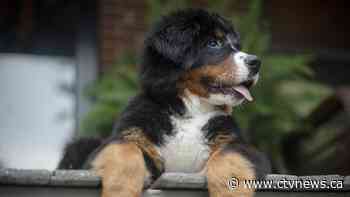 People with COVID-19 can infect and sicken cats and dogs by cuddling them: study