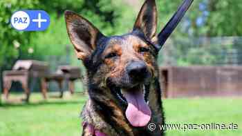 Peine: Hund Fila sucht ein neues Zuhause - Peiner Allgemeine Zeitung - PAZ-online.de