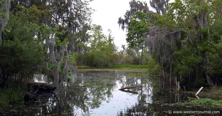 Swamp Beast Violently Drags Man Into South Carolina Pond; Gator Trapper Warns About the Hidden Danger Nobody Realizes