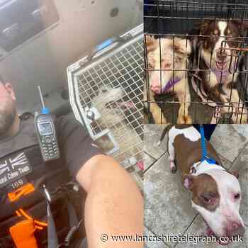 Fourteen dogs among those rescued in big operation