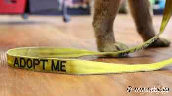 Sask. pet shelters 'filled to the brim', ask for more adopters, foster families