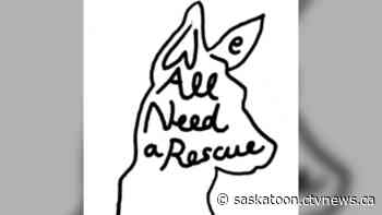 ‘Get them back on track’: Animal care highlighted as Saskatoon shelter reports increase of abused dogs