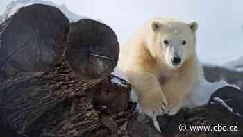Polar bear Aurora dies at Assiniboine Park Zoo following dental procedure - CBC.ca