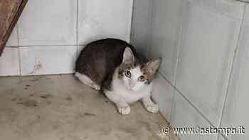 Cinque gatti salvati da una casa degli orrori a Catania - La Stampa