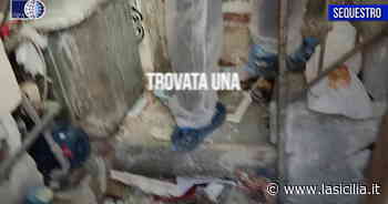 Gatti vivi e morti trovati in "casa dell'orrore" a Catania - La Sicilia