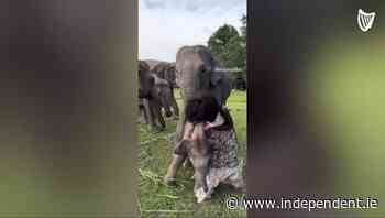 Mischievous baby elephant wants to play with model in funny video - Independent.ie