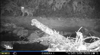 Watch bobcats, bears, and even birds use fallen logs as bridges - Popular Science