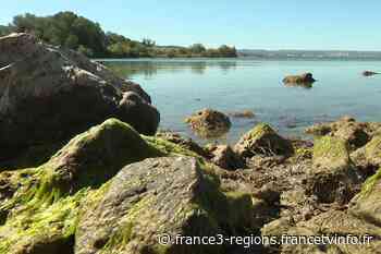 VIDEO. A Rognac, le marais de la tête noire est une poche de nature au cœur d'une jungle industrielle - France 3 Régions