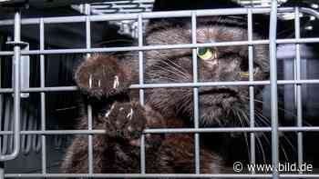 Retter holen Katze vom Dach: Miau, ich will nicht in den Bau! - BILD